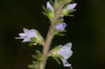 Common gypsyweed